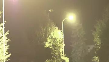 Nachtaufnahme einer Fledermaus